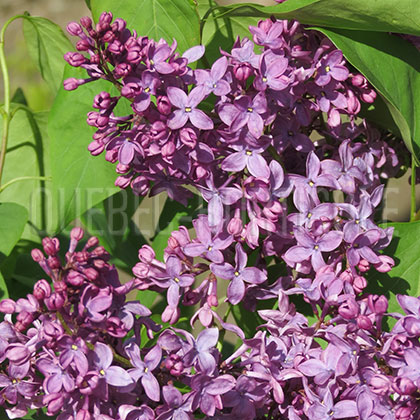 image de Syringa Negro