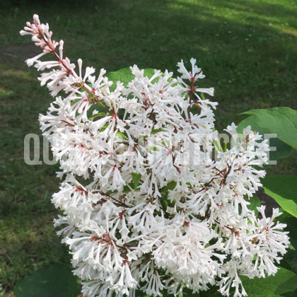 image de Syringa x prestoniae New York