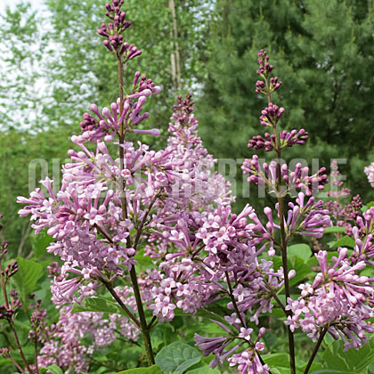 image de Syringa x prestoniae Nike