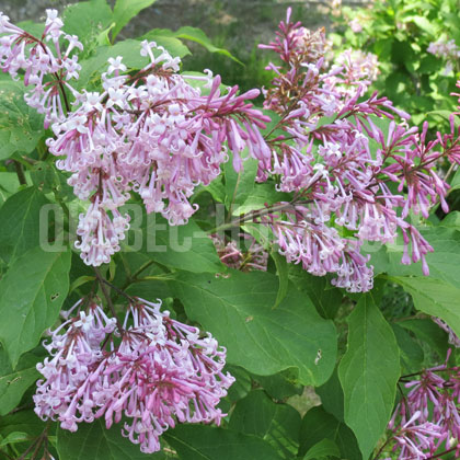 image de Syringa x prestoniae Nocturne