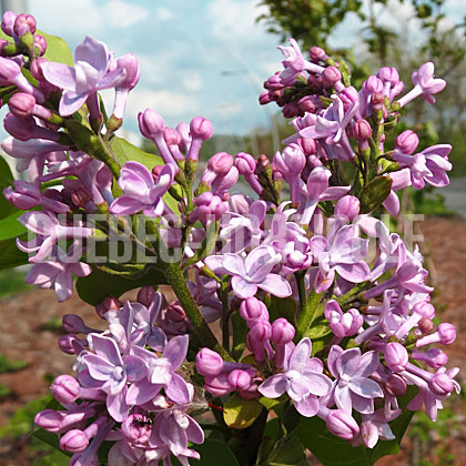 image de Syringa Norrfjärden