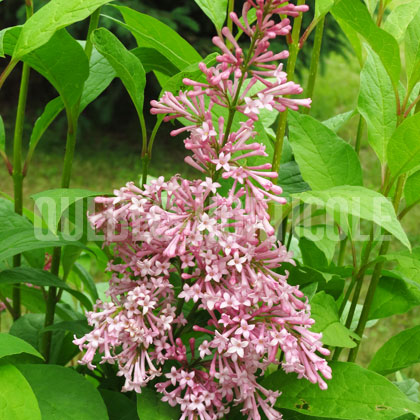 image de Syringa x prestoniae Oberon