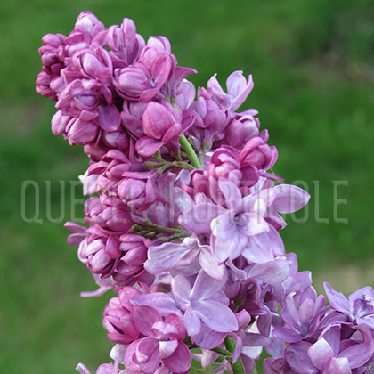 image de Syringa Ogni Donbassa