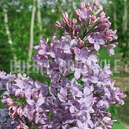 image de Syringa Old Rose