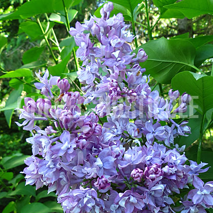 image de Syringa Olive May Cummings