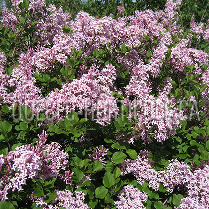 image de Syringa meyeri Palibin