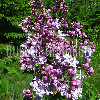 image de Syringa Pamyat' o S. M. Kirove