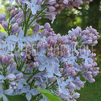 image de Syringa Pat Pesata