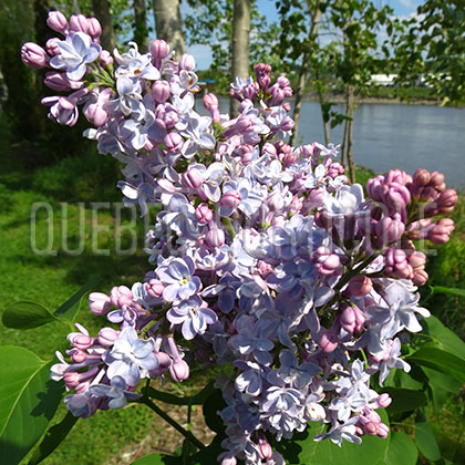 image de Syringa Planchon