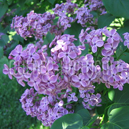 image de Syringa x hyacinthiflora Pocahontas