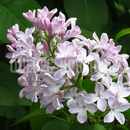 image de Syringa  Porcelain Blue