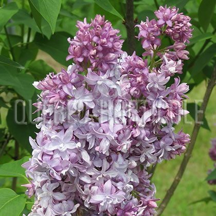 image de Syringa P. P. Konchalovskii