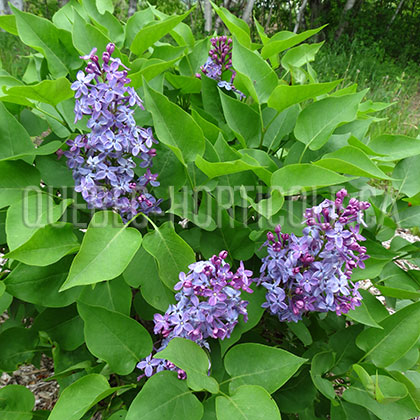 image de Syringa Prairie Petite