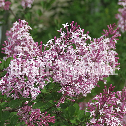 image de Syringa Red Pixie