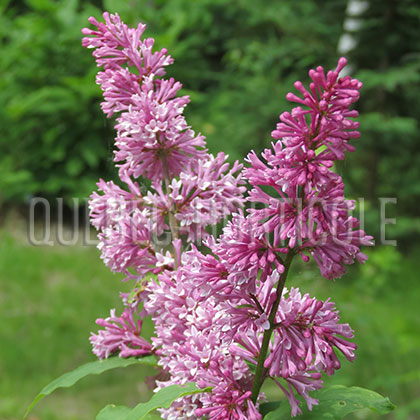 image de Syringa x josiflexa Redwine