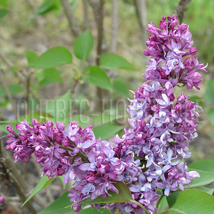 image de Syringa Renoncule