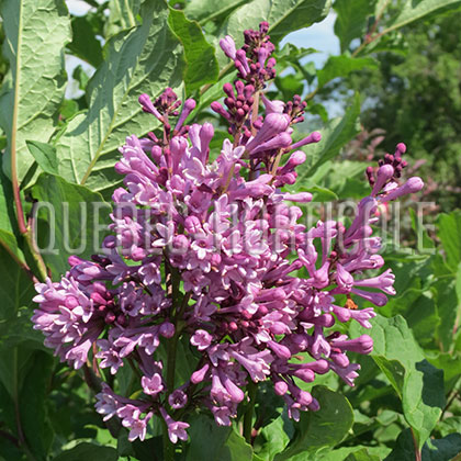 image de Syringa x josiflexa Royalty