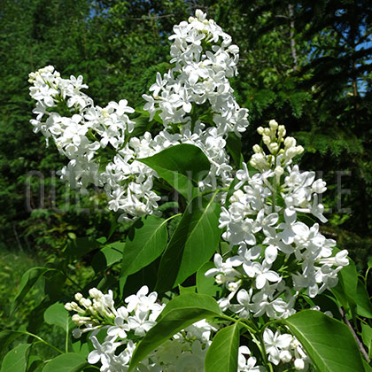 image de Syringa Russkaya Krasavitsa