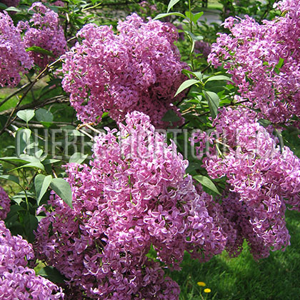 image de Syringa x chinensis Saugeana