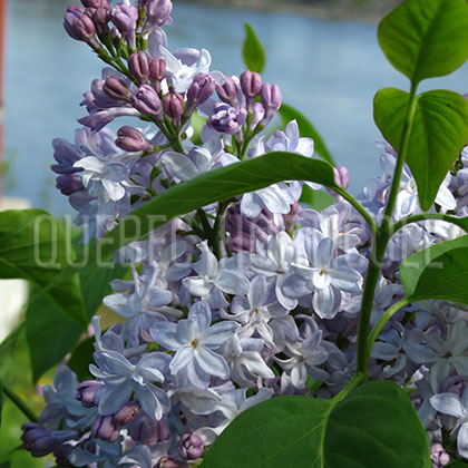 image de Syringa Savonarole