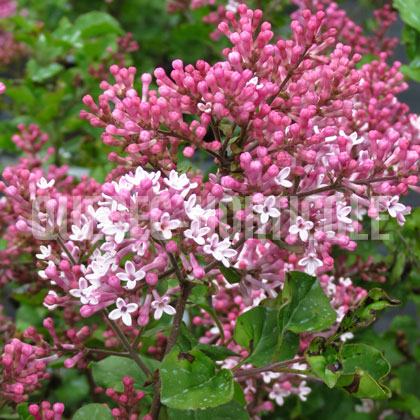 image de Syringa x Scent And Sensibility™ Pink