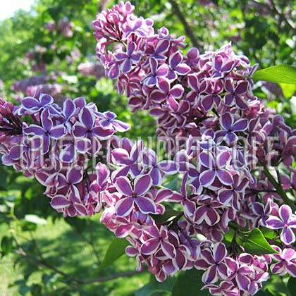 image de Syringa Sensation