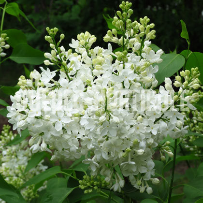 image de Syringa x hyacinthiflora Sierra Snow