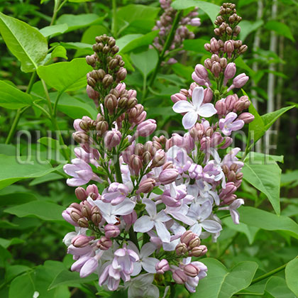 image de Syringa Silver King