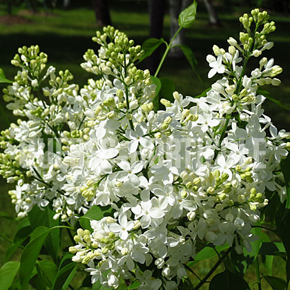 image de Syringa x hyacinthiflora Sister Justina