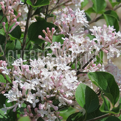 image de Syringa meyeri Snowstorm