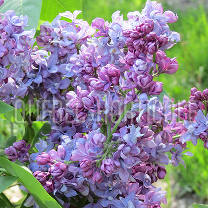 image de Syringa Sobra