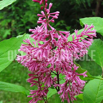 image de Syringa Tapani