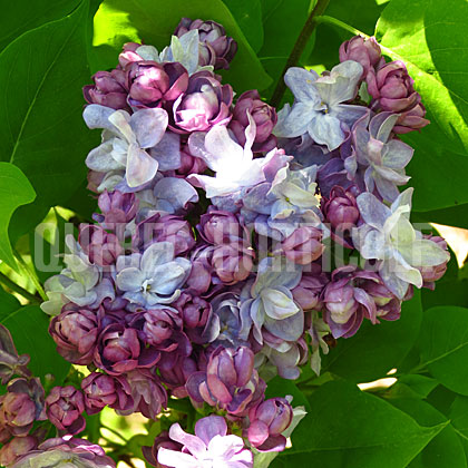 image de Syringa Taras Bulba