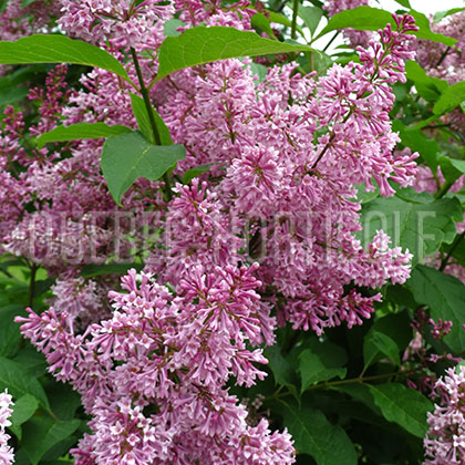 image de Syringa x prestoniae Telimena