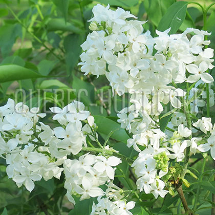 image de Syringa x hyacinthiflora The Bride