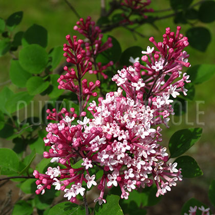 image de Syringa Bailbelle (Tinkerbelle)