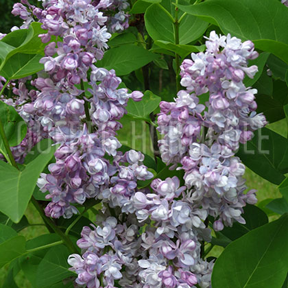 image de Syringa Utro Moskvy