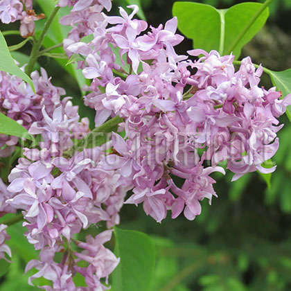 image de Syringa Valentina Grizodubova