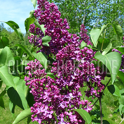 image de Syringa Volcan