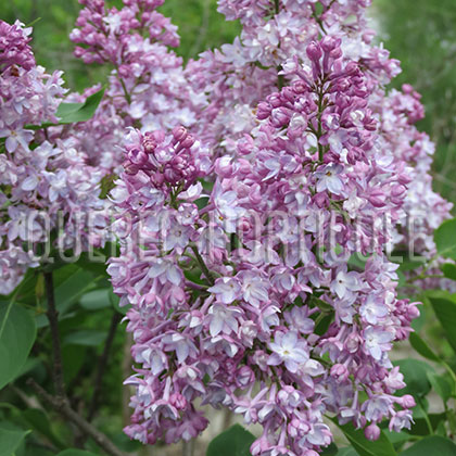 image de Syringa Waldeck-Rousseau