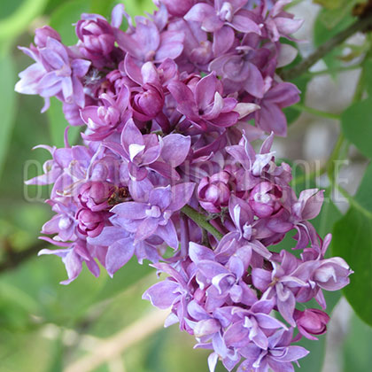 image de Syringa Weddle