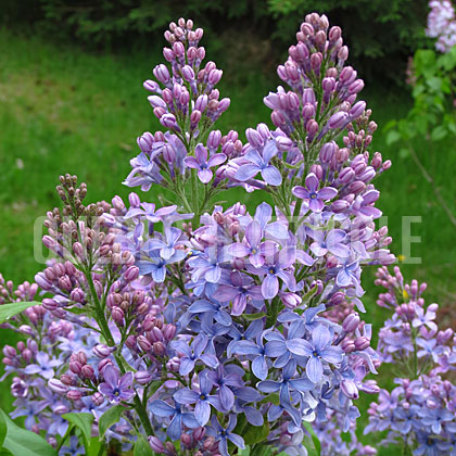 image de Syringa Wedgwood Blue