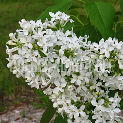 image de Syringa White Lace