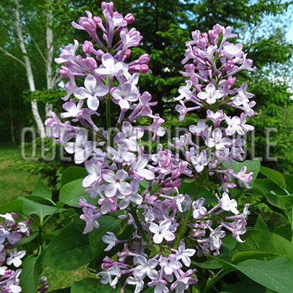 image de Syringa Zarya Kommunizma