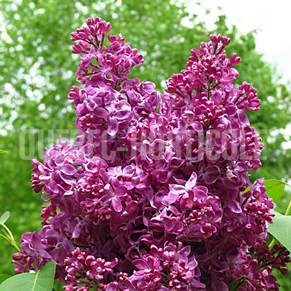 image de Syringa Znamya Lenina