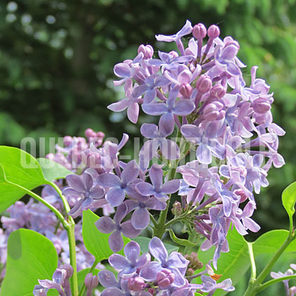 image de Syringa Zorka Venera