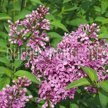 image de Syringa x chinensis 