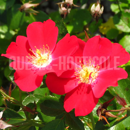 image de Rosa Oso Easy® Cherry Pie