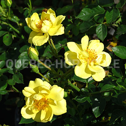 image de Rosa Oso Easy Lemon Zest™