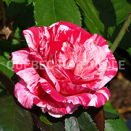 image de Rosa floribunda Scentimental®